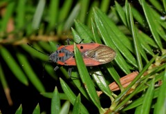 Lygaeus creticus