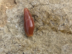Isara carbonaria
