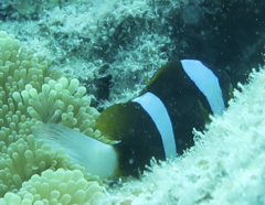 Amphiprion akindynos