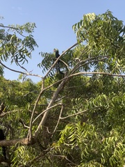 Phoeniculus purpureus