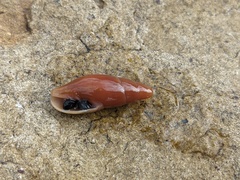 Isara carbonaria