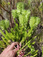 Erica sessiliflora