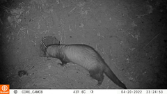 Mustela putorius