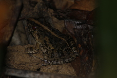 Fejervarya limnocharis