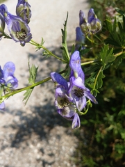 Aconitum variegatum