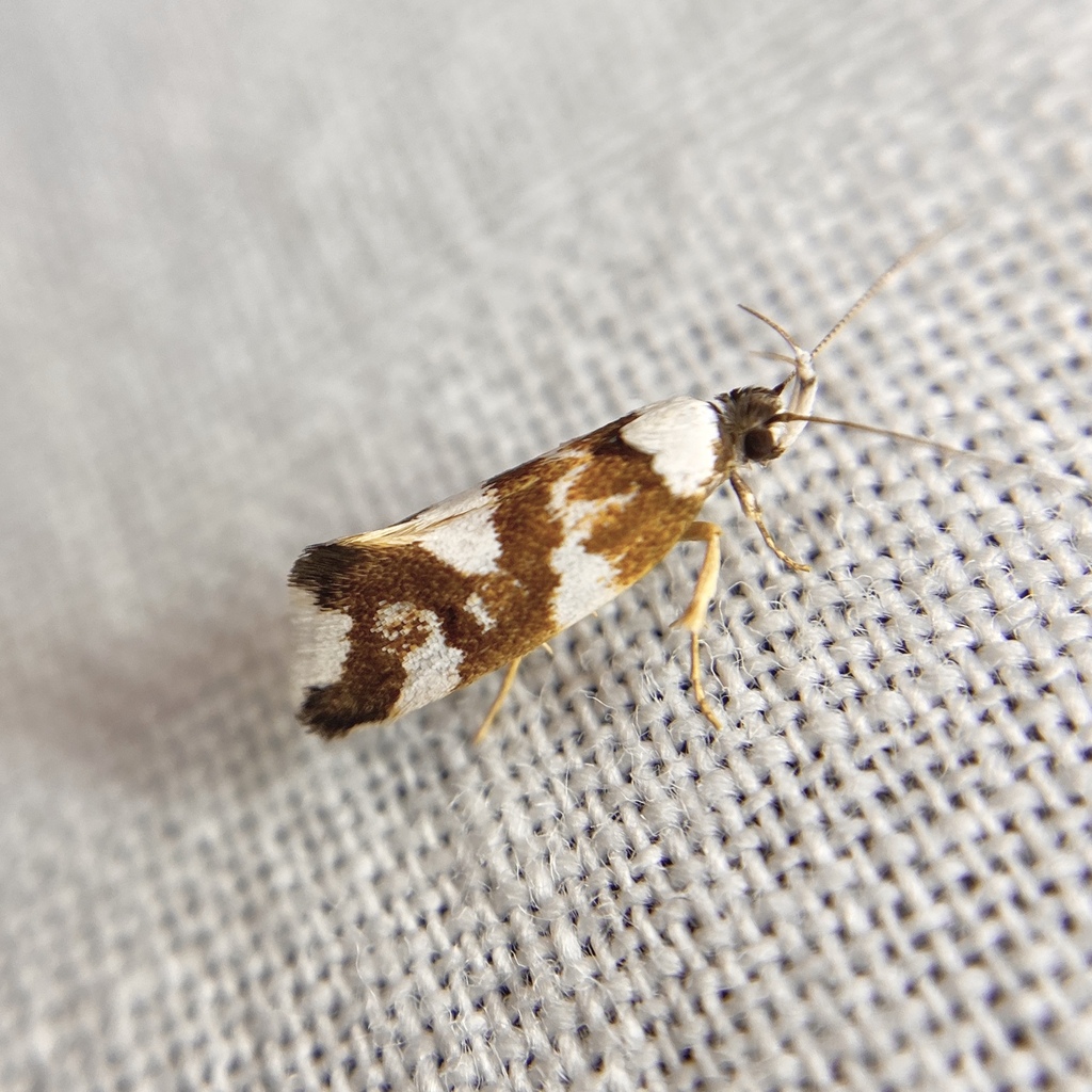 Eulechria pentatypa
