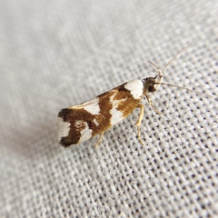 Eulechria thermochroa