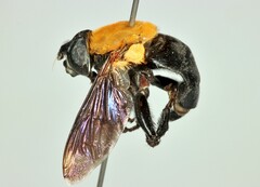 Senaspis elliotii
