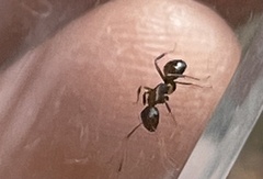 Camponotus subbarbatus