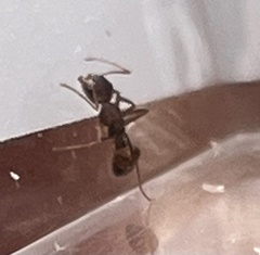 Camponotus subbarbatus