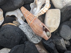 Isara glabra