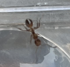 Camponotus subbarbatus