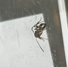 Camponotus subbarbatus