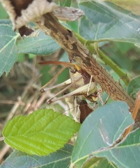 Tettigoniinae