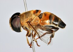 Phytomia