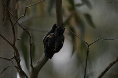 Perga affinis