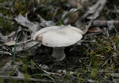 Amanita farinacea