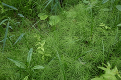 Equisetum pratense