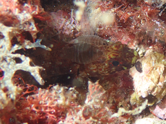 Gobius xanthocephalus