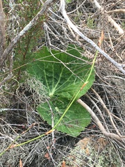 Lichtensteinia latifolia