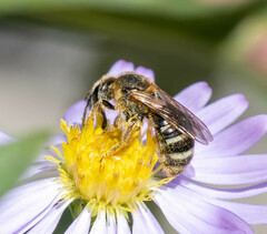 Lasioglossum