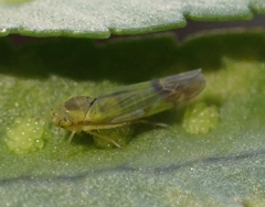Eupteryx filicum