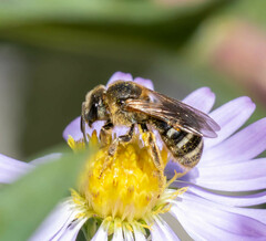 Lasioglossum