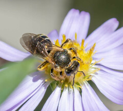 Lasioglossum