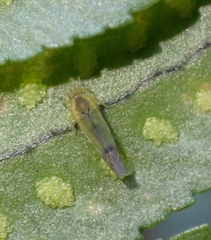 Eupteryx filicum