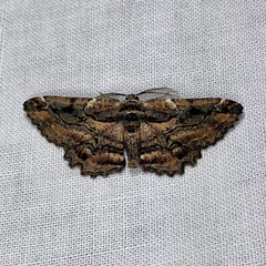 Pholodes sinistraria