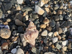 Chicoreus denudatus