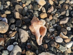Chicoreus denudatus