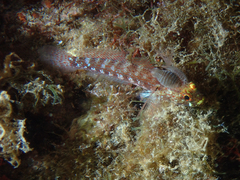 Gobius xanthocephalus