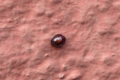 Chilocorus bipustulatus