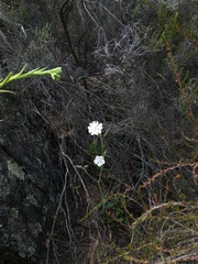 Silene undulata