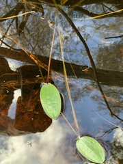 Ottelia ovalifolia