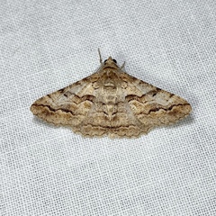 Gastrinodes bitaeniaria