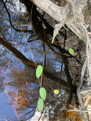 Ottelia ovalifolia