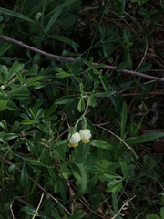 Hermannia hyssopifolia