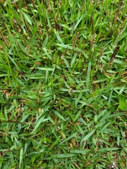 Zoysia