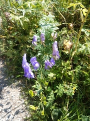 Aconitum variegatum
