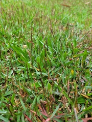 Zoysia