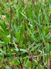 Zoysia