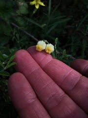 Hermannia hyssopifolia