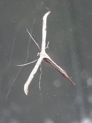 Emmelina