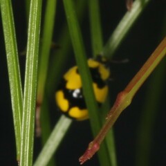 Illeis galbula