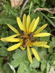 Melolonthinae