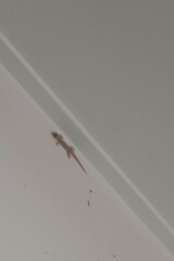 Hemidactylus frenatus