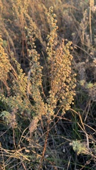 Artemisia pontica
