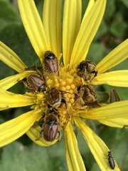 Melolonthinae